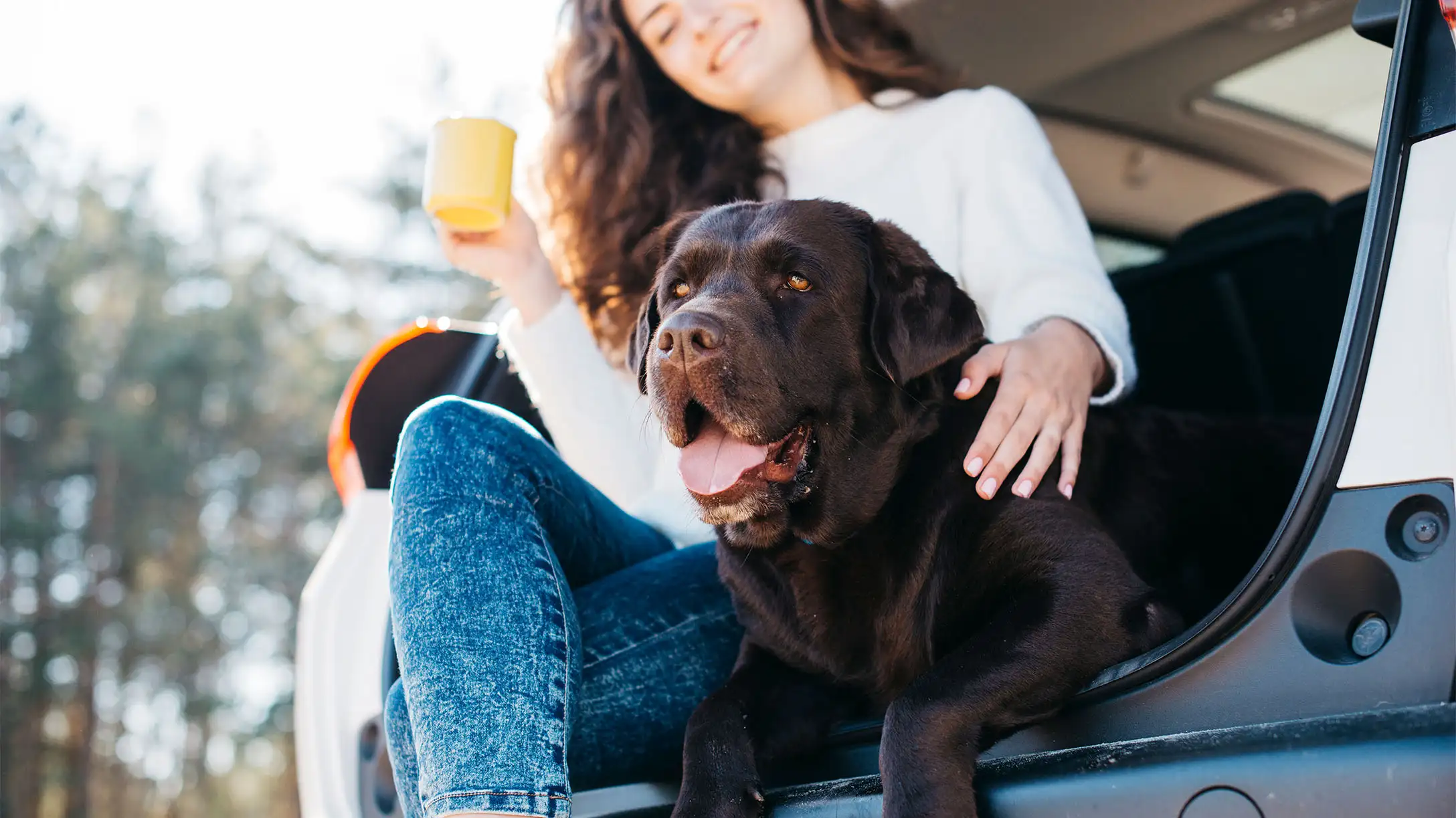 Perro acostado sobre la cajuela de un vehiculo